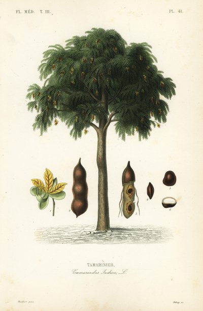 Albero di tamarindo, Tamarindus indica da Unbekannt