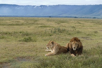 Tanzania, area di conservazione di Ngorongoro, leoni (Pantera leo) da Benjamin Baud
