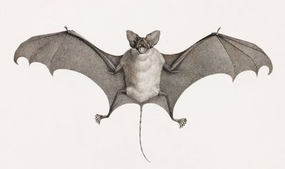 Taphien Filet, pipistrelli dall