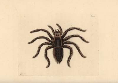 Lycosa tarantula. Illustrazione disegnata e incisa da Richard Polydore Nodder. Incisione colorata a mano da 