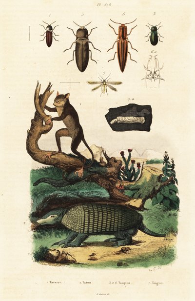 Tarsio, armadillo e coleotteri, 1834-1839 (incisione) da Unbekannter Künstler