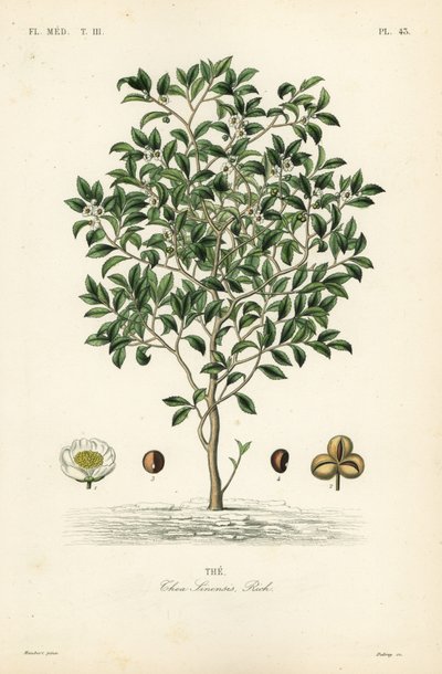 Pianta del tè, Camellia sinensis da Unbekannt