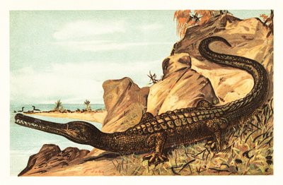 Teleosaurus cadomensis, specie estinta di coccodrillo marino. 1908 (litografia) da Unbekannter Künstler
