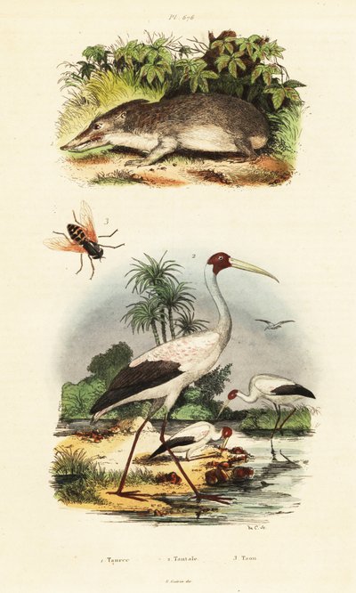 Tenrec, cicogna e tafano, 1834-1839 (incisione) da Unbekannter Künstler