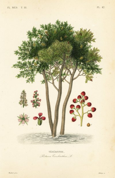 Terebinto o albero della trementina, Pistacia terebinthus da Unbekannt