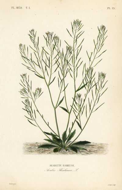 Arabidopsis, Arabidopsis thaliana da Unbekannt