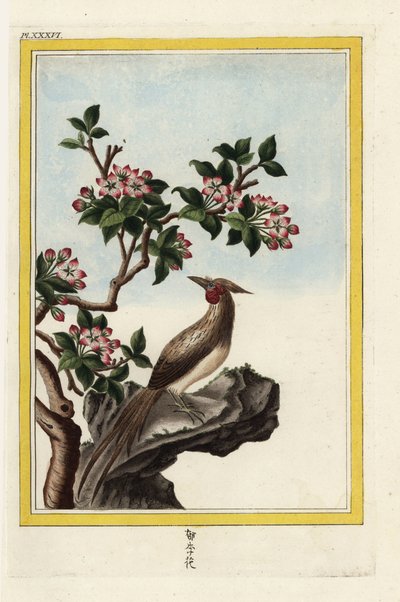 Il Melo della Cina. Mela cinese, Malus prunifolia. Incisione a mano colorata da 
