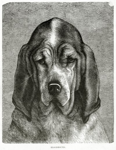 Il Bloodhound. 1902 (litografia) da Unknown