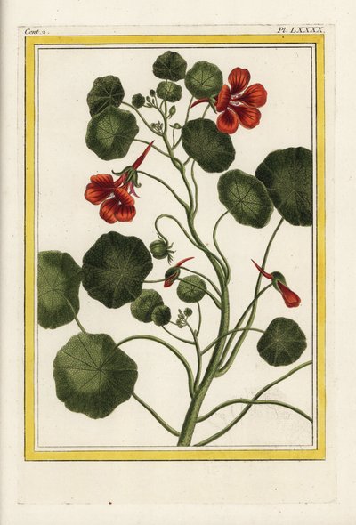 Il Capuchin. Nasturzio da giardino, Tropaeolum majus. Incisione a mano colorata da 
