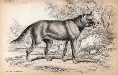 Volpe del Brasile (litografia) da Unbekannter Künstler
