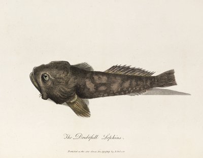 Il Lophius dubbioso da Unbekannter Künstler