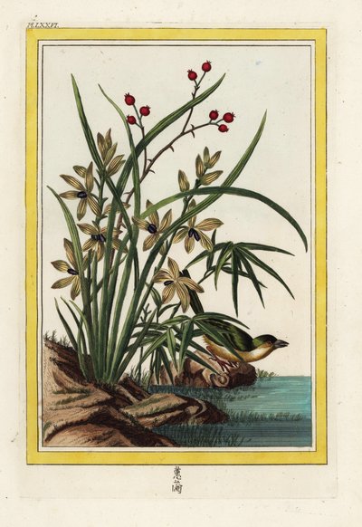 Elleborina della Cina. Orchidea elleborina, Cephalanthera longifolia. Acquaforte colorata a mano dal 