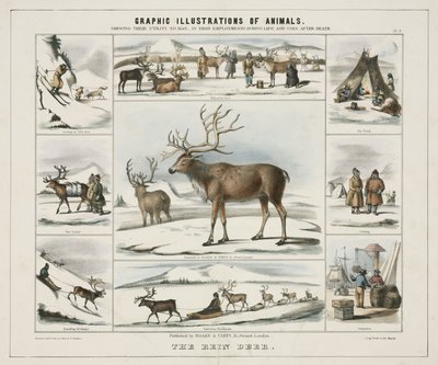 Il cervo rein, c 1845 da Unbekannt