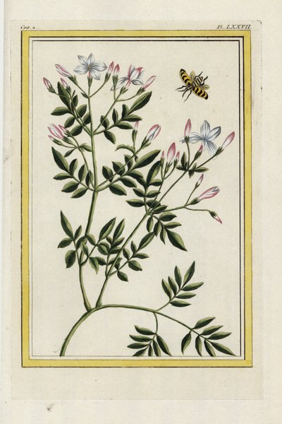 Gelsomino spagnolo. Gelsomino spagnolo, Jasminum grandiflorum. Acquaforte colorata a mano dal 