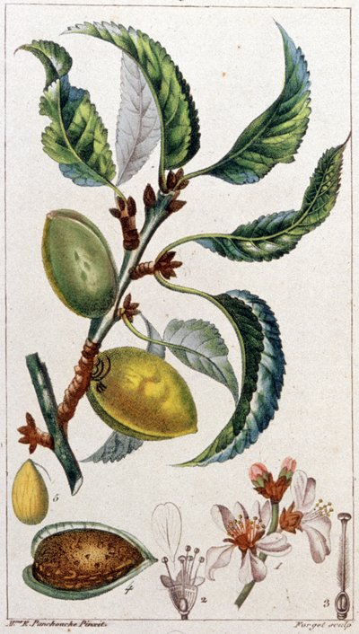 Il mandorlo, c. 1801-1850 da Unbekannter Künstler