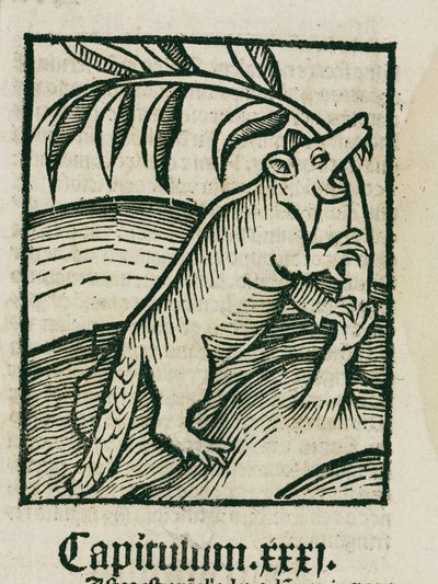 Il castoro da Unbekannt
