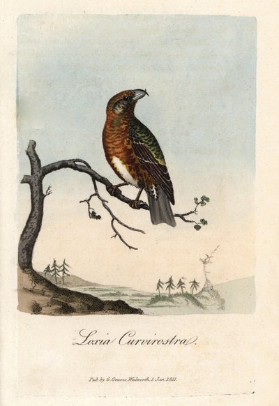 Il becco incrocia gli abeti. Incisione su rame colorata di George Graves, in British Ornithology da Unbekannter Künstler