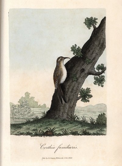 Il rampicante dei boschi. Incisione su rame colorata di George Graves, in British Ornithology da Unbekannter Künstler