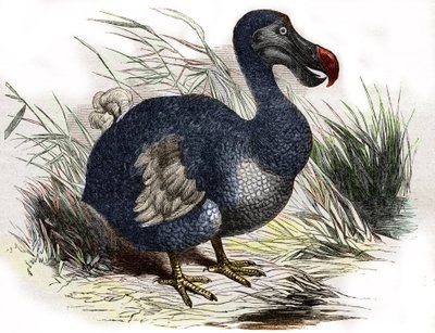Il dodo da Unbekannter Künstler