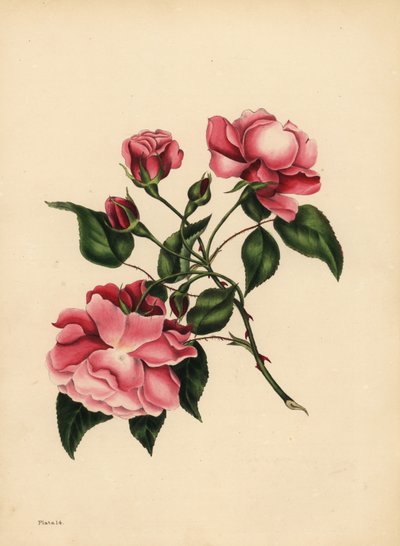 La rosa sempre fiorita, Bellezza sempre nuova da Unbekannt