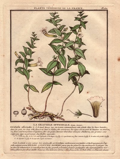 Gratiola officinale (Gratiola officinalis). Pianta velenosa, descrizione della pianta, stelo, foglie, fiori e radici. Dettagli di calice, pistillo e capsula. Incisione a colori del XVIII secolo, in 