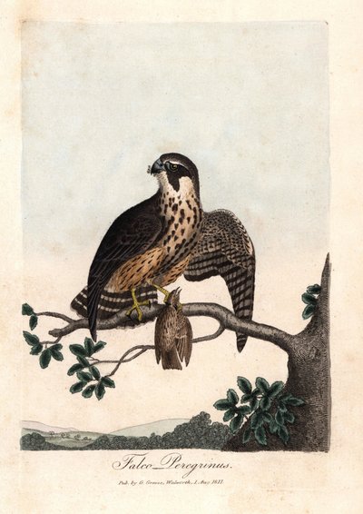 Il falco pellegrino. Incisione su rame colorata di George Graves, in British Ornithology da Unbekannter Künstler