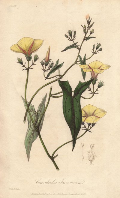Scammonia (Convolvulus scammonia) - Acquaforte di William Clarke per illustrare “Botanica medica, descrizione delle piante medicinali di Londra, Edimburgo e Dublino” di John Stephenson e James Morss Churchill da Unbekannter Künstler