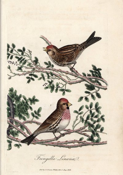 Il sizerin o piccola linotte. Incisione su rame colorata di George Graves, in British Ornithology da Unbekannter Künstler