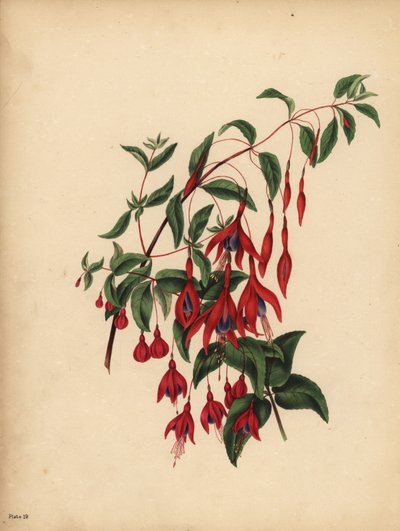 La Fucsia slanciata e globosa, Fuchsia magellanica, Gusto da Unbekannt