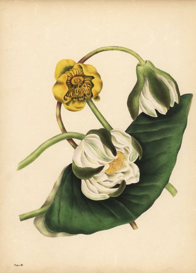 La ninfea bianca, Nymphaea odorata, e la ninfea gialla, Nuphar lutea, Silenzio da Unbekannt
