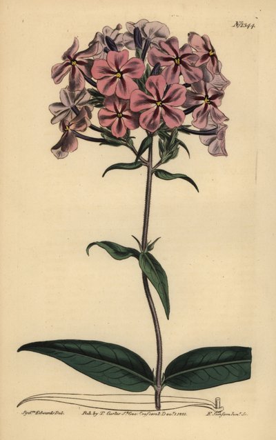 Phlox carolina, Phlox carolina da Unbekannt