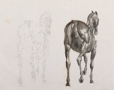 Terzo strato sezionato di un cavallo, vista posteriore da Unbekannt