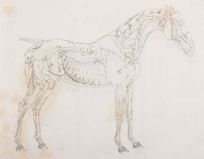 Terzo strato sezionato di un cavallo, vista laterale da Unbekannt