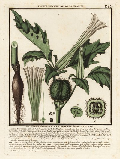 Stramonio, Datura stramonium da Unbekannter Künstler