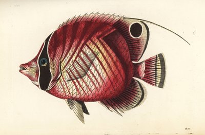 Pesce farfalla a pinna filiforme, Chaetodon auriga (Chaetodon setifer) da Unbekannter Künstler