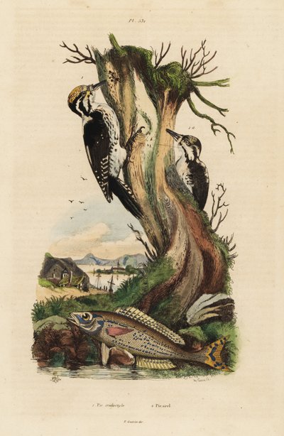Picchio tridattilo, Picoides tridactylus, e picarel, Spicara smaris da Unbekannt