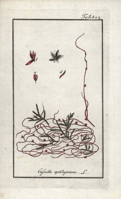 Cuscuta del timo da Unbekannter Künstler