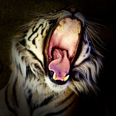 Denti di tigre da Unbekannter Künstler