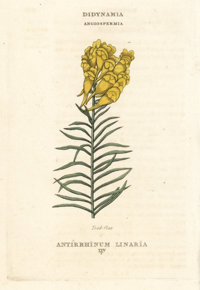 Linaria, Linaria vulgaris (Antirrhinum linaria). Incisione a mano colorata su rame da un