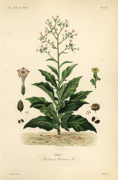 Pianta del tabacco, Nicotiana tabacum da Unbekannt
