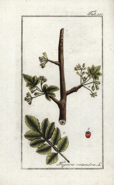 Elaphrium tomentosum da Unbekannter Künstler