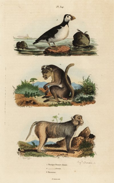 Macaco tocco, macaco rhesus e pappagallo alca da Unbekannt