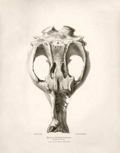 Toxodon Crane, un animale preistorico trovato da Charles Darwin vicino a Montevideo, Uruguay durante il suo viaggio di esplorazione a bordo del Beagle. The Zoology of the voyage of H.M.S. Beagle sotto il comando del Capitano Fitzroy durante gli anni 1832-1 da Unbekannter Künstler