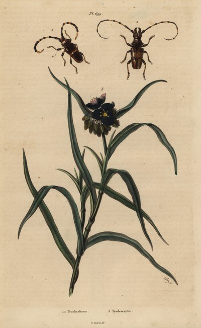 Trachyderes succinctus 1, Trachyderes mandibularis 2, e tradescanzia della Virginia, Tradescantia virginiana 3 da Unbekannt