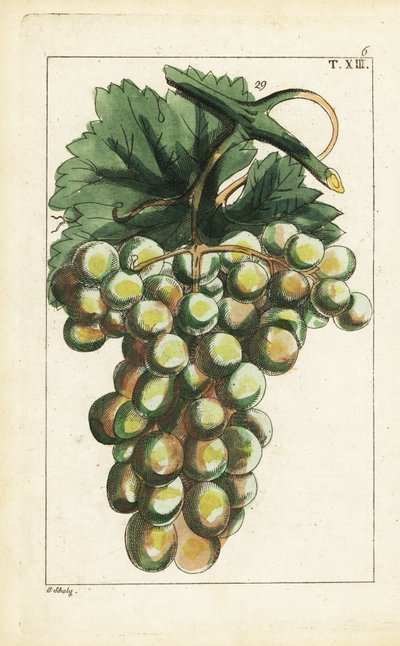 Varietà di uva Traminer, Vitis vinifera da Unbekannter Künstler