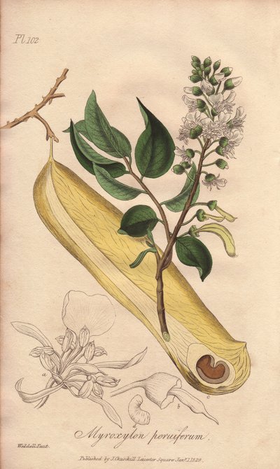 Albero delle febbri (Myroxylon peruiferum) - Acquaforte di William Clarke per illustrare “Botanica medica, descrizione delle piante medicinali di Londra, Edimburgo e Dublino” di John Stephenson e James Morss Churchill da Unbekannter Künstler