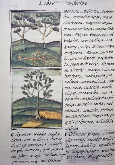 Alberi, cipressi selvatici e abeti, pagina dal Codice Fiorentino, versione bilingue in spagnolo e nahuatl, Storia generale delle cose della Nuova Spagna, del missionario spagnolo Fray Bernardino de Sahagún. Civiltà azteca da William M. Timlin
