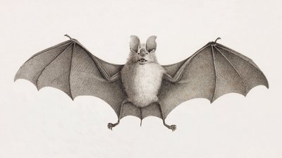 Pipistrello a ferro di cavallo tridente, pipistrelli in Egitto da Unbekannt