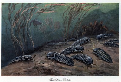 Trilobiti (tre lobi), artropodi marini fossili della famiglia Trilobia, vissuti durante il Paleozoico (era primaria), dal Cambriano al Permiano. Illustrazione a colori di Heinrich Harder (1858-1935), in Tiere der Urwelt (Animali della preistoria) da Unbekannter Künstler