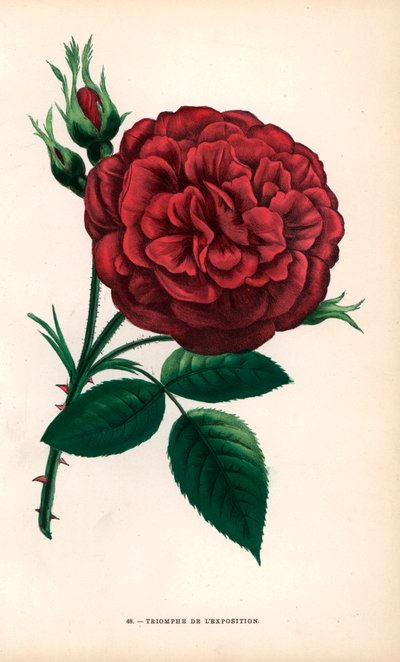 Rosa Triomphe de l